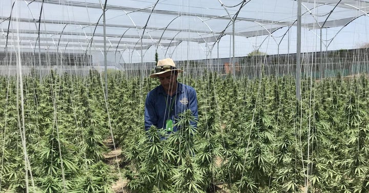 What To Know About The Senate Hearing On Hemp