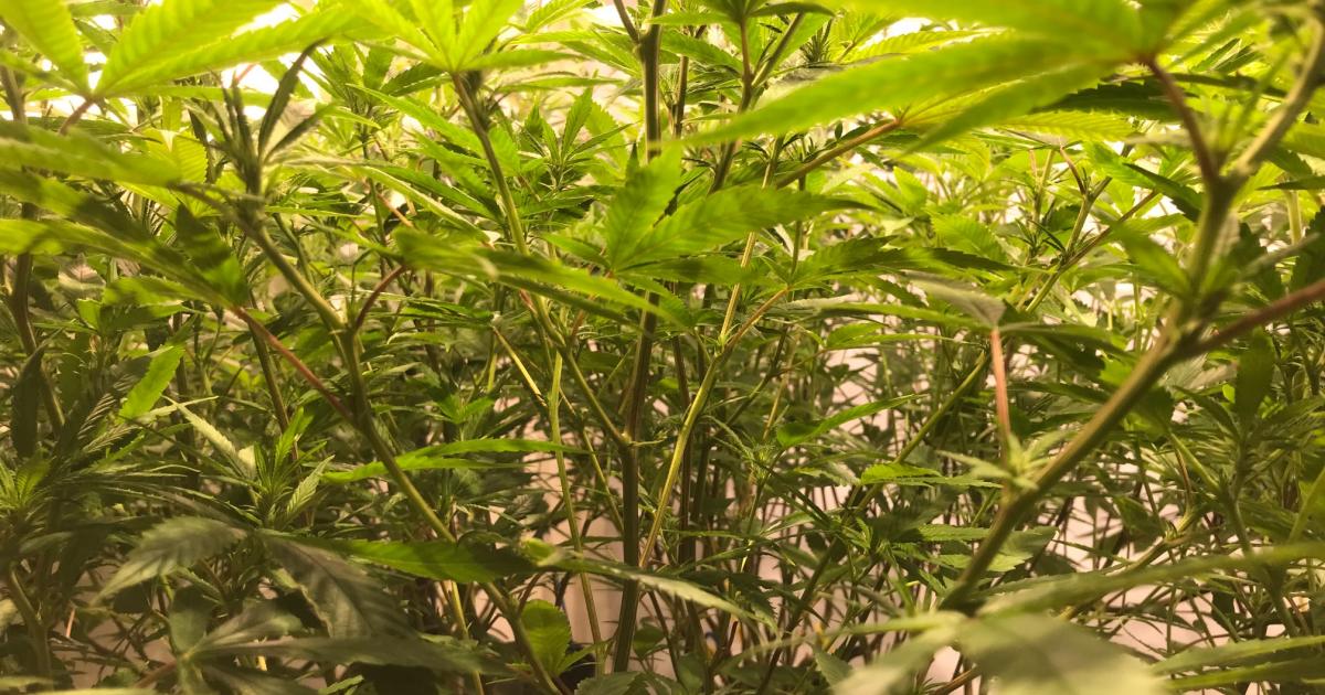 What Is The Future Of CBD Industry In The United States?