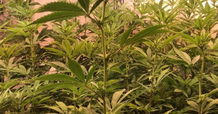 Amidst The COVID-19 Pandemic: Interesting Findings From The US Cannabis Consumers