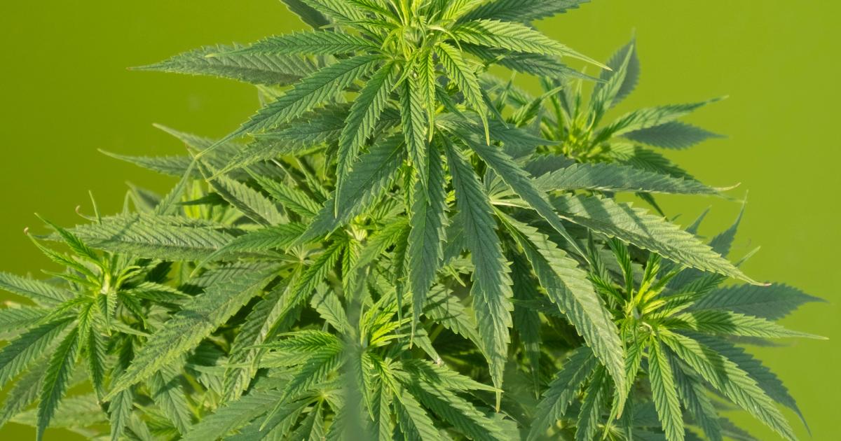 Cannabis Countdown: Top 10 Marijuana And Psychedelics Industry News Stories Of The Week