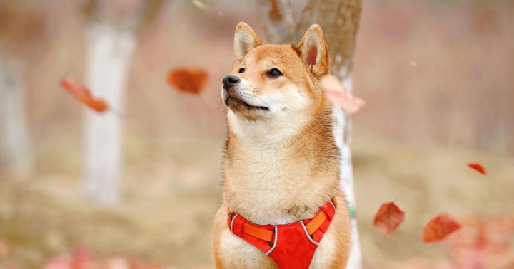 Such Freedom, Much Wow! Dogecoin Can Now Be Traded Without A Centralized Broker