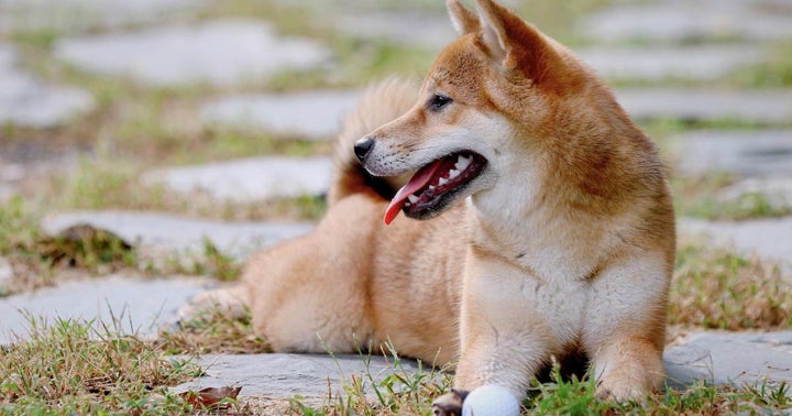 Dogecoin Gets Elon Musk Boost, Shiba Inu Remains Green Despite Setback, Bitcoin, Ethereum Stop To Catch Breath Dogecoin Gets Elon Musk Boost, Shiba Inu Remains Green Despite Setback, Bitcoin, Ethereum Stop To Catch Breath
