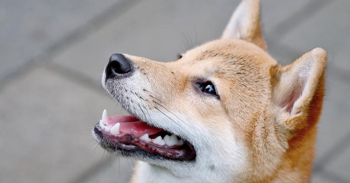 Shiba Inu Sister Token, A Literal Dogecoin Killer, Has Soared 650% This Week: What You Need To Know