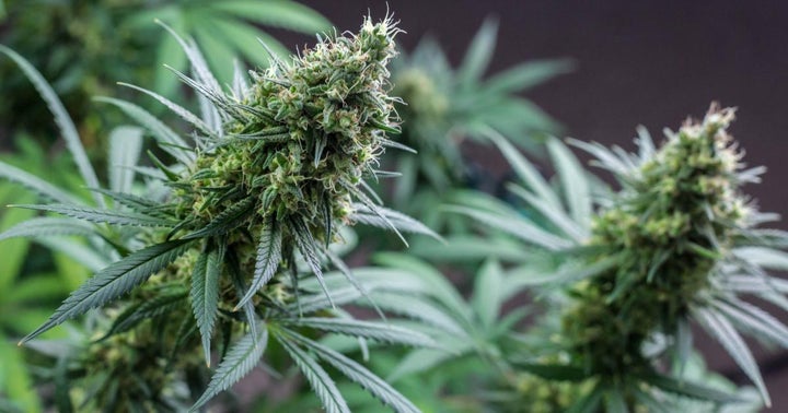 Canndoc To Purchase Better Holdings, 50% Of Cann Pharmaceutical For $35M