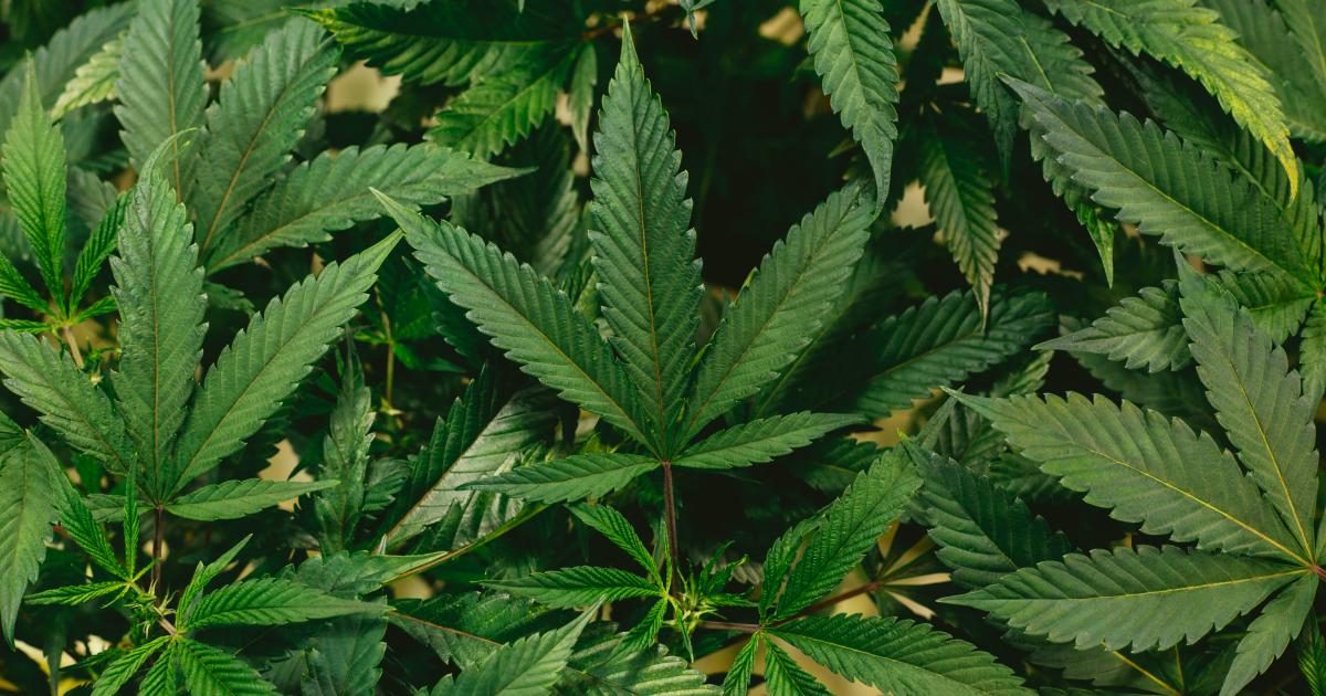 Cannabis Countdown: Top 10 Marijuana And Psychedelic Stock News Stories Of The Week