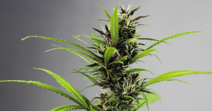 Connected Cannabis Raises $30M In Round Led By Navy Capital, One Tower Group; Plans National Expansion