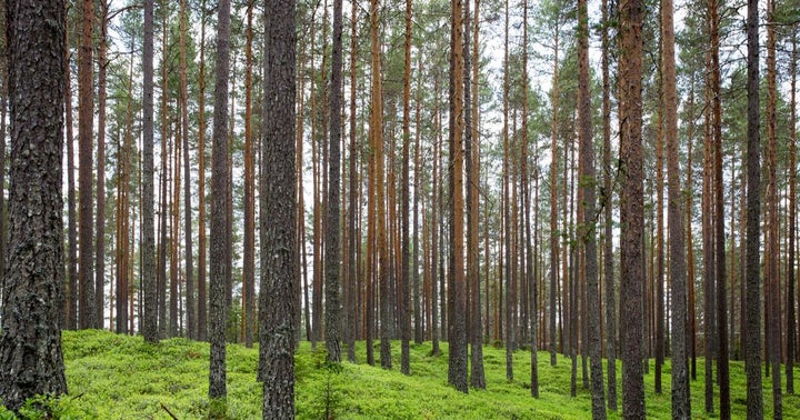 Turning Point Brands' Zig-Zag Seeks To Offset Carbon Footprint Via New Partnership