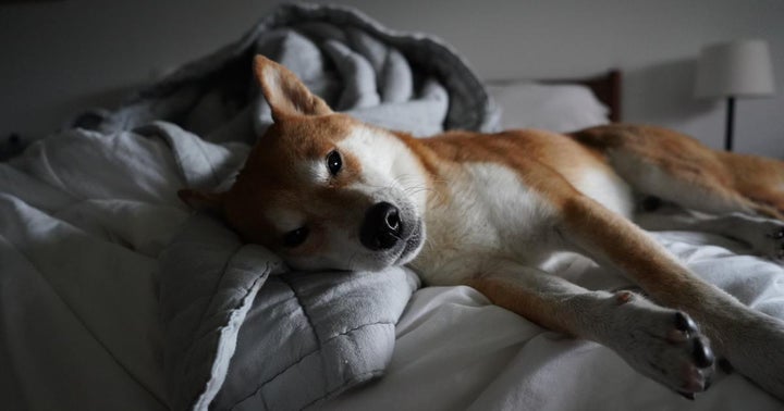 Doge Day Ends With A Whimper Instead Of A Howl As Dogecoin Shrinks Over 20%