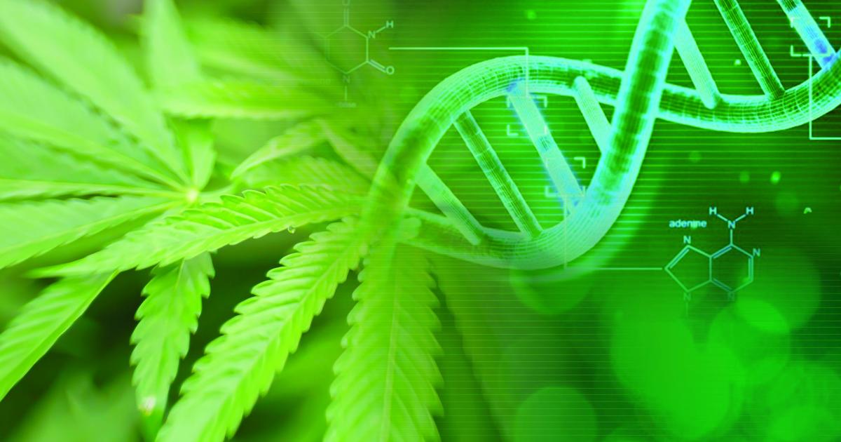 Cannabis Genetics: Study Reveals Genes Related To Sex Modification In Feminized Plants