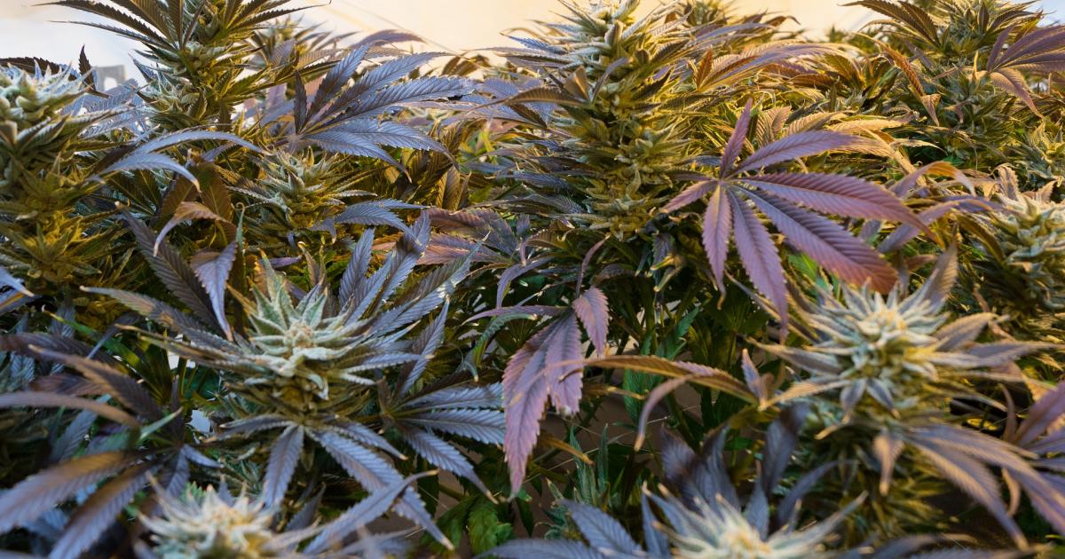 USDA's Interim Rules Raise Questions, Possible Jeopardy For Cultivators