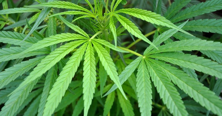Aphria's President To Resign Amid Another Management Reshuffle