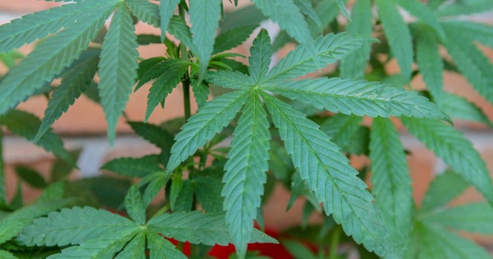 TerrAscend Gets CA$31.5M Investment Via Early Warrant Exercise