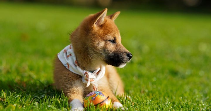 Dogecoin Is Losing The Interest Of Americans: What You Should Know