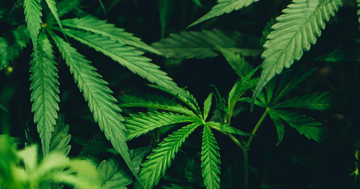 Cannabis Countdown: Top 10 Marijuana and Psychedelic Stock News Stories Of The Week