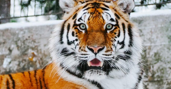 'Tiger King' NFT Drops Tomorrow — Despite Opposition From The Tiger King Himself