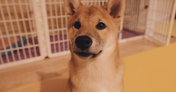 Doge Army Showers Love On Newegg As It Begins Accepting Dogecoin Payments