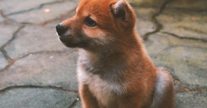 Dogecoin Gets Snickers, Milky Way Backing Ahead Of 'Doge Day'
