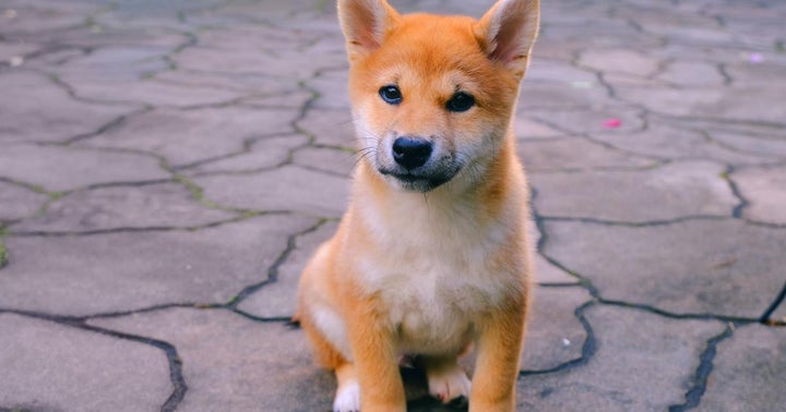Why Is Baby Doge Coin Surging Today?
