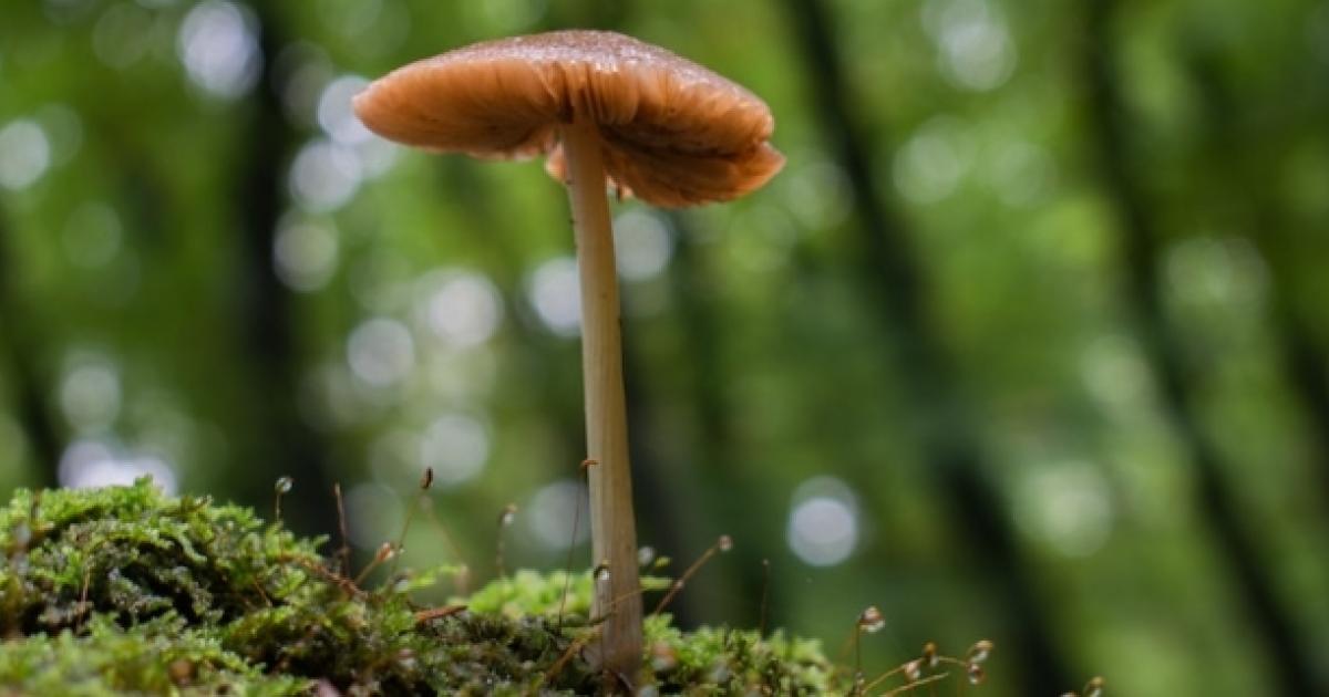 Is America Ready For Psilocybin Mushroom Retreats?