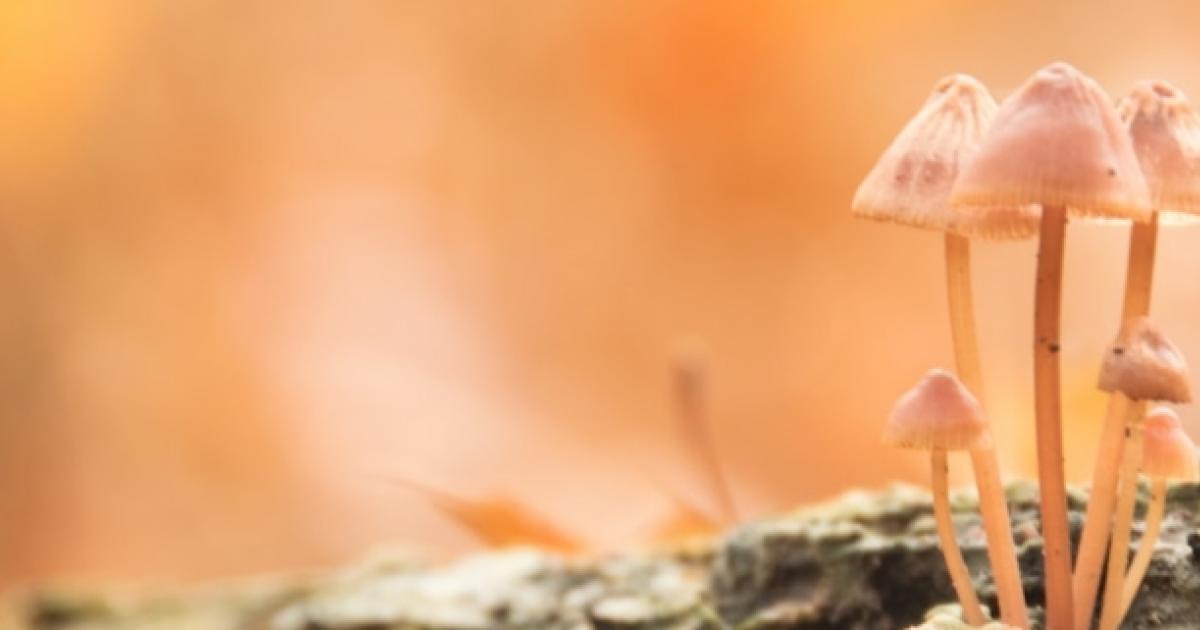Canada Moves Closer Toward Legalizing Psychedelics