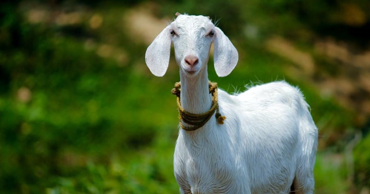 Facebook CEO Mark Zuckerberg Sparks Bitcoin Speculation As He Reveals The Name Of His Pet Goats