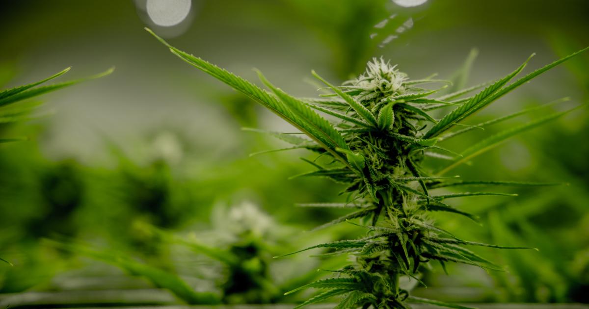 Cannabis Countdown: Top 10 Marijuana And Psychedelics Industry News Stories Of The Week
