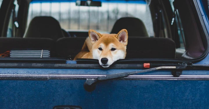 Is Vitalik Buterin In The Dogehouse? Ethereum Co-Founder's Charitable Donation Causes Drop In Shiba Inu, Other Coins