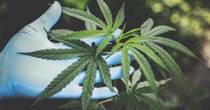 Cannabis Quick Pitch: Leaf Trade's Chief Revenue Officer Talks Supply Chain, Payments Infrastructure