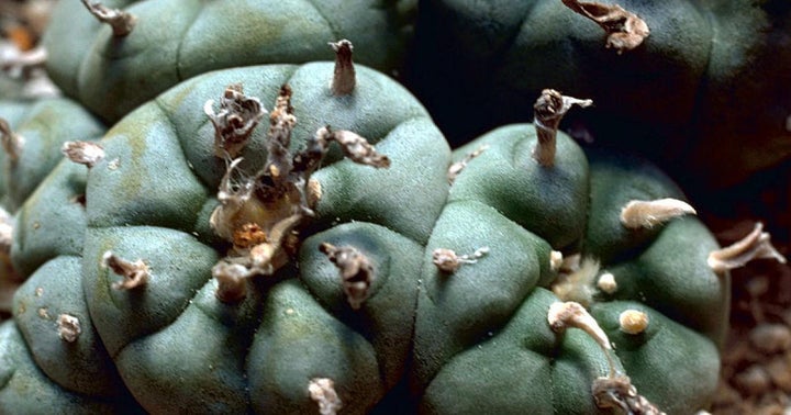The Benefits Of Peyote: Ancient Wisdom, Modern Medicine