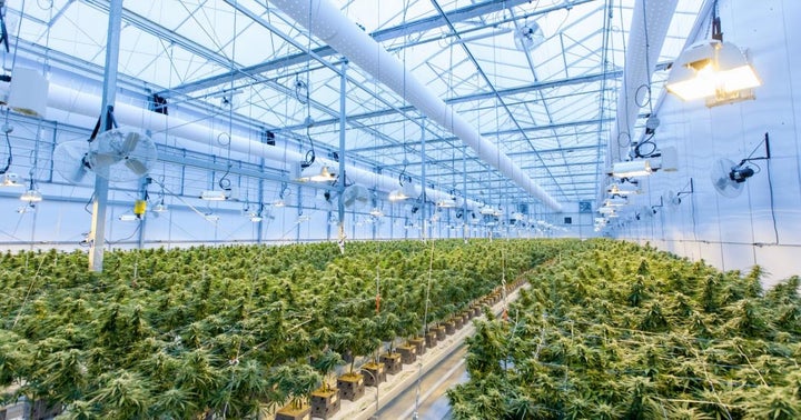 Indoor Vs. Outdoor Cannabis Cultivation: With Commoditization Looming, Outdoor Growing May Be The Future As Industry Scales