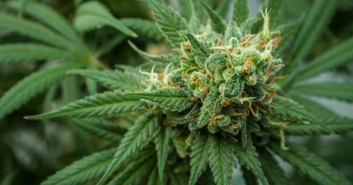 Why Medical Cannabis Markets Still Matter