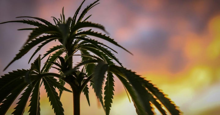Why 2021 Should Prove The Year Of Federal Cannabis Legalization