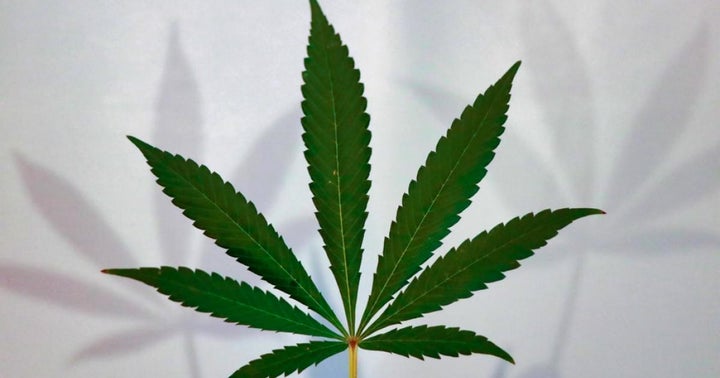 There's Still A Reason To Be Hyped About Industrial Hemp