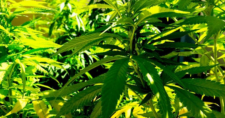 Ayr Strategies Pivots Cannabis Biz In Nevada And Massachusetts