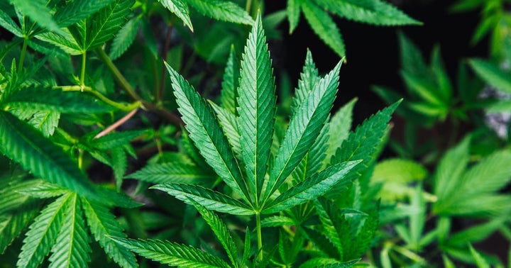 Cannabis Countdown: Top 10 Marijuana And Psychedelic Stock News Stories Of The Week