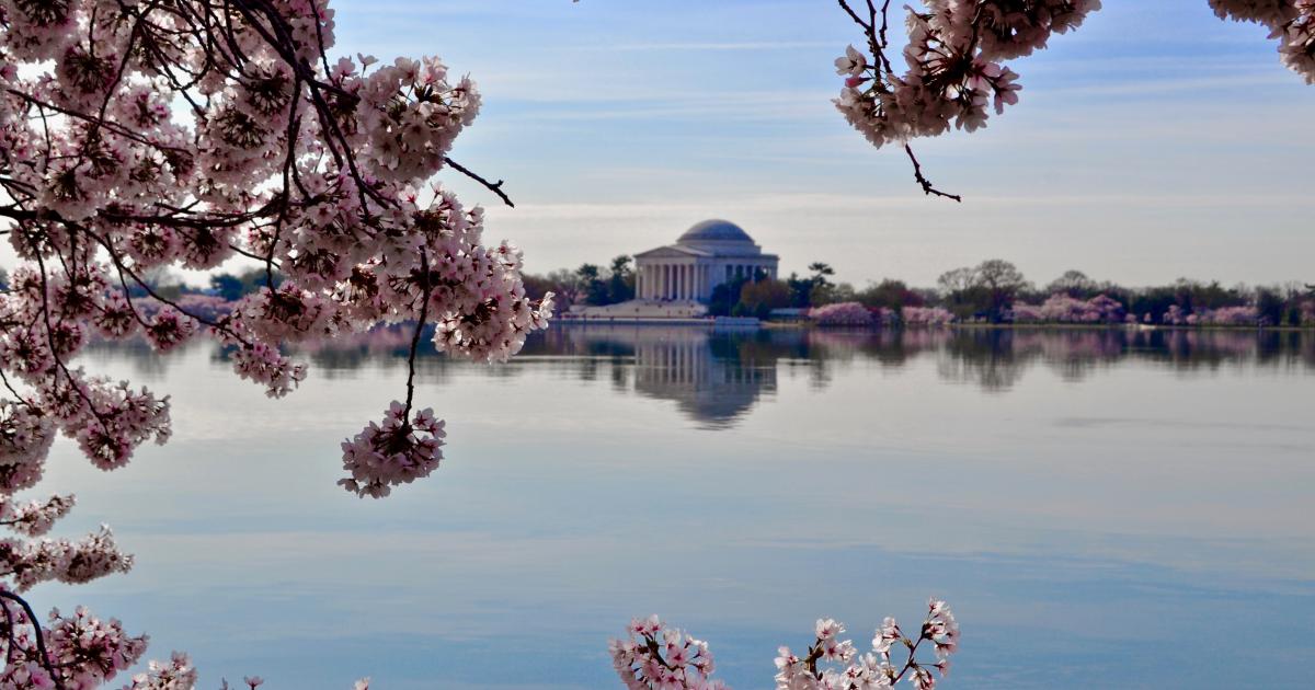 Washington DC Decriminalizes Psychedelic Plants, Fungi