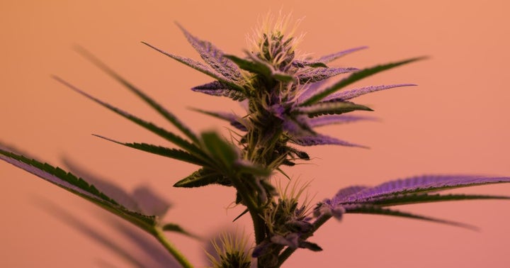 Mayor Of Birmingham, Alabama To Pardon 15,000 Cannabis Convictions, The State Democratic Party Calls For Legalization