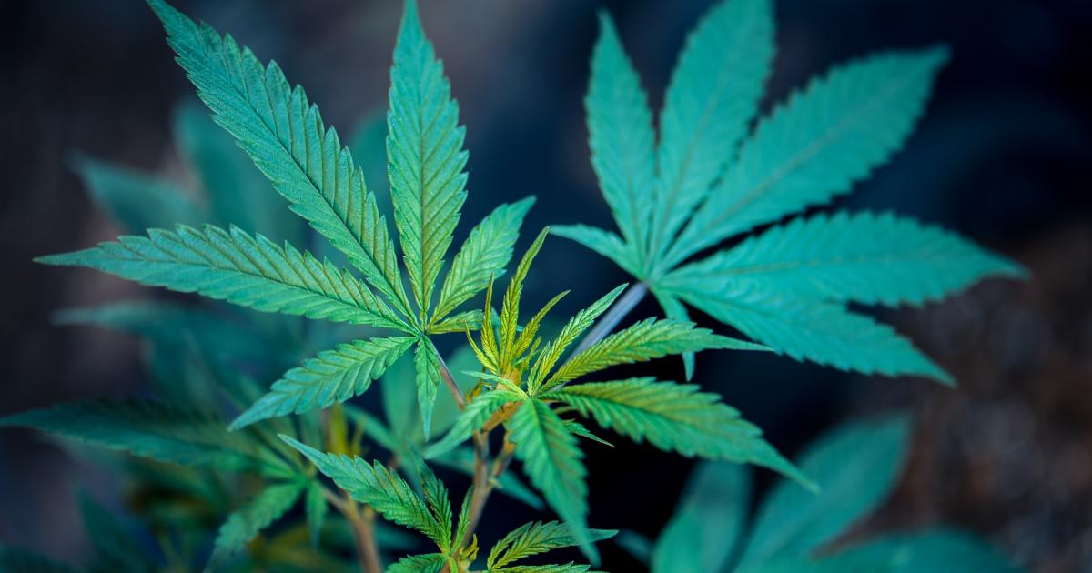 Cannabis Countdown: Top 10 Marijuana And Psychedelic Stock News Stories Of The Week