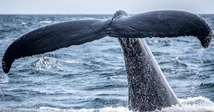 Whales Love Shiba Inu: Top 1K Ethereum Wallets Hold $2.36B SHIB