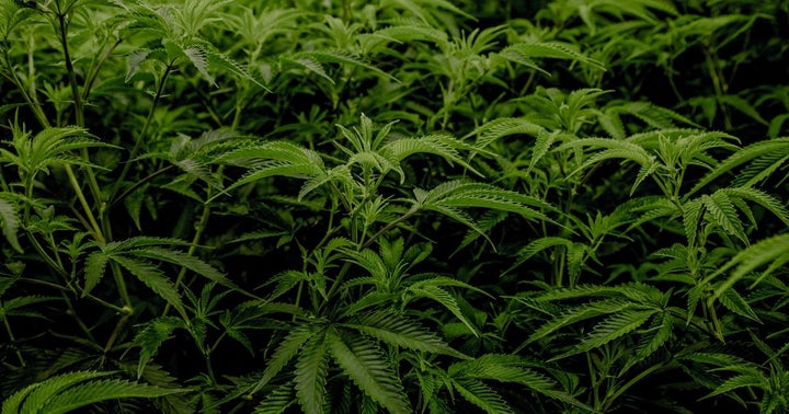 Sugarbud Starts Trading On OTCQB Venture Market, Issues 12.8M Stock Options