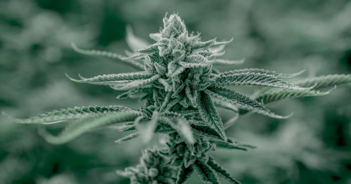 German Iuvo Therapeutics Imports 20K Units Of CBD Extracts From Australia