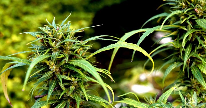 Cannabis Movers & Shakers: TILT, BRNT, ECGI, Alcanna, WeedMD, Mind Cure, Flowr Corporation, VIVO, Cannabiz, Team Hytiva