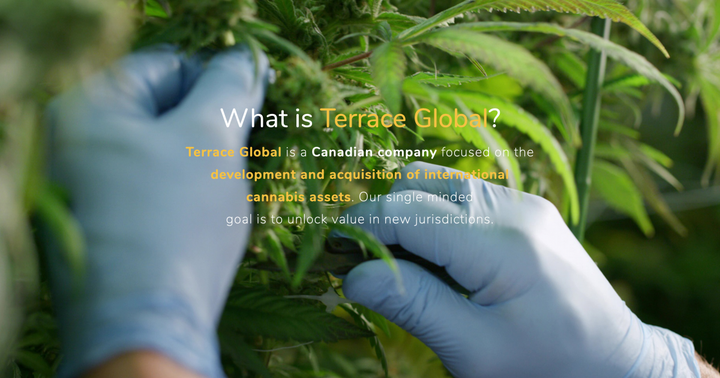 Meet Terrace Global, The Cannabis Company Created By MedReleaf, Tokyo Smoke, ICC Labs Founders