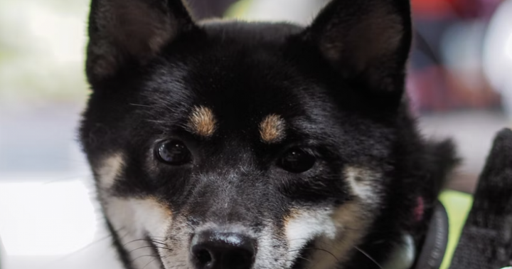 This Knockoff Meme Coin Is Up Over 100% Today Even As Dogecoin And Shiba Inu Trade Muted – Dogecoin – United States Dollar ($DOGE) This Knockoff Meme Coin Is Up Over 100% Today Even As Dogecoin And Shiba Inu Trade Muted – Dogecoin – United States Dollar ($DOGE)
