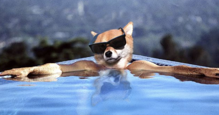 Dogecoin Market Cap Surpasses Ford And Kraft