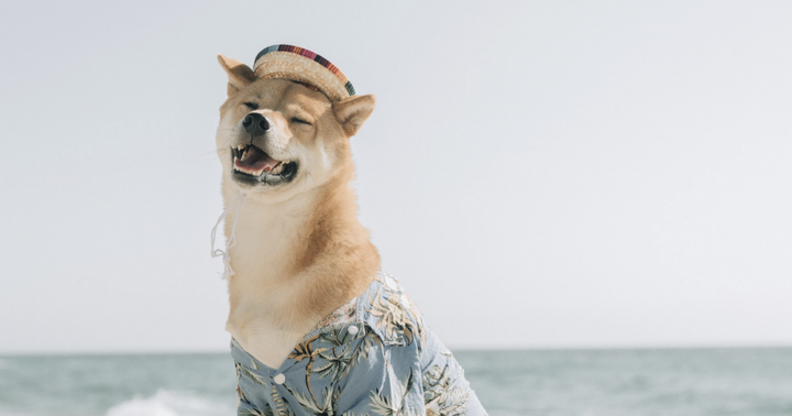 New Doge? Shiba Inu's (SHIB) Price Grows By 150% As Major Crypto Exchanges List It