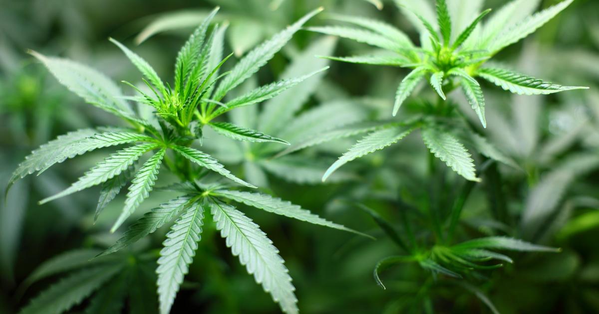 Cannabis Countdown: Top 10 Marijuana Industry News Stories Of The Week