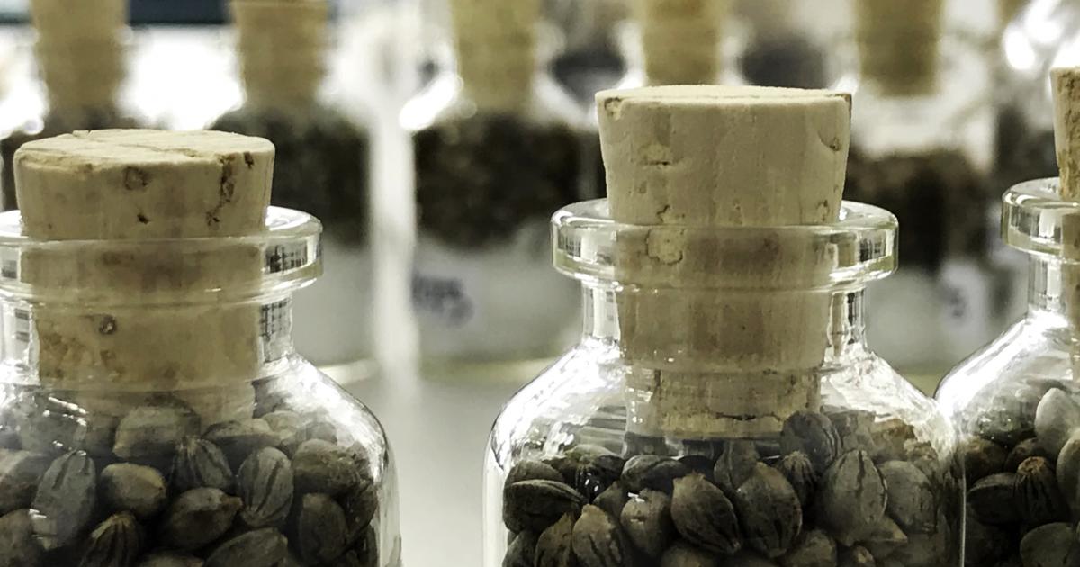 ESPAÑOL • Noticias del Día: Exportación de Semillas de Cannabis Colombianas, Día de la Masturbación, Acciones de Marihuana, Las Kardashian, y Más