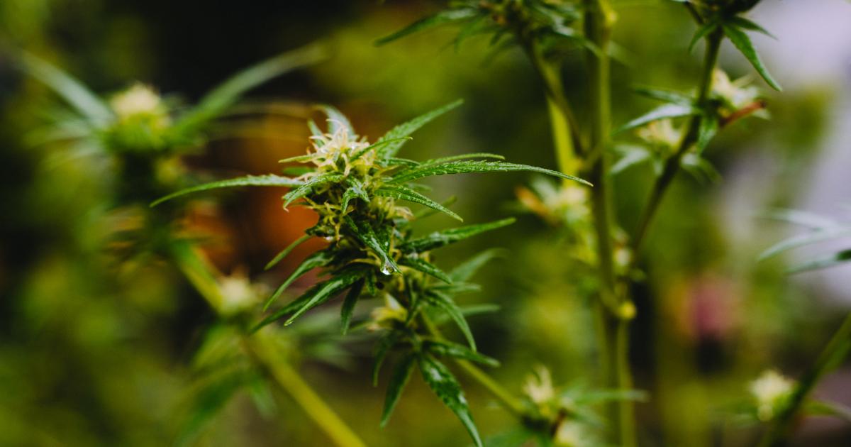Cannabis Countdown: Top 10 Marijuana And Psychedelics Industry News Stories Of The Week