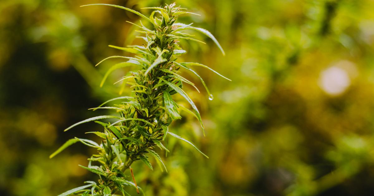 Cannabis Countdown: Top 10 Marijuana And Psychedelics Industry News Stories Of The Week